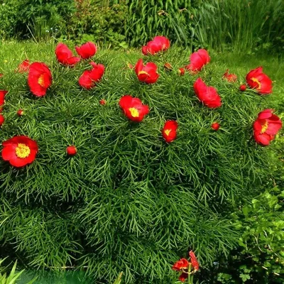 P. Tenuifolia Rubra plena (Пион узколистный махровый) - Коллекция пионов -  Пионы - Каталог - Kokosik-Sad.ru