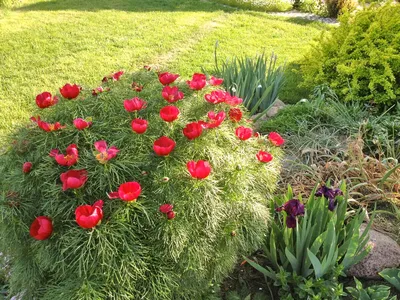 Купите пион узколистный 🌹 из питомника Долина роз с доставкой!