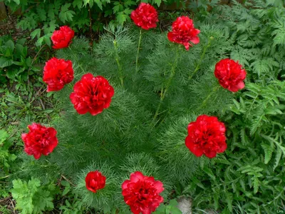 ᐅ Пион узколистный \"Флоре Плена\" (Paeonia tenuifolia \"Flore Рlena\") купить  по цене производителя ✓доставкой почтой в магазине ❀Пролисок❀ Украина -  Интернет-магазин «Пролисок» - садовые растения почтой