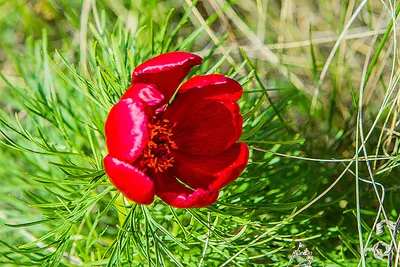 Каталог Пион узколистный (Paeonia tenuifolia) от магазина Цветов