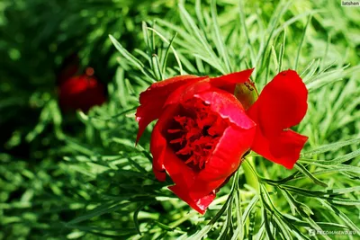 Пион тонколистный (пион узколистный) Paeonia tenuifolia - «Чудо-ёжик на  вашей даче! Он еще и цветет!!!» | отзывы