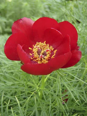 Пион узколистный, или тонколистный (Paeonia tenuifolia L.)