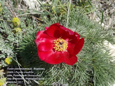 Пион узколистный или Пион тонколистный (Paeonia tenuifolia) | Дикий Юг -  природа Юга России | Дзен