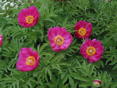 Пион узколистный. Воронец. Paeonia tenufolia | Сем.Пионовые … | Flickr