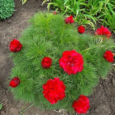 Фото Крыма и Кавказа ‣ Красный пион узколистный (paeonia tenuifolia) -  пейзажные фотографии гидов Phototour.club