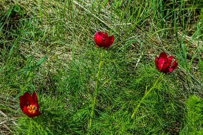 Paeonia tenuifolia / Steppe peony / Пион степной, узколист… | Flickr