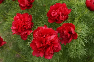 Пион тонколистный ~ Paeonia tenuifolia — Садовые неприхотливые  многолетники, декоративные деревья и кустарники, купить.