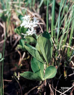Вахта трёхлистная (Menyanthes trifoliata) - PictureThis