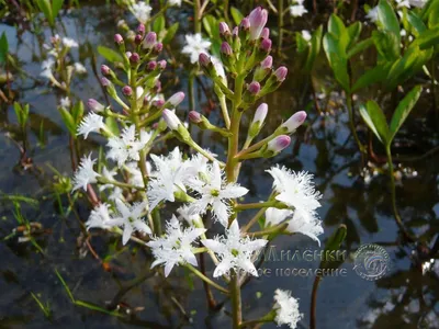 Вахта трехлистная / Menyanthes trifoliata (ID#1137786005), цена: 75 ₴,  купить на Prom.ua
