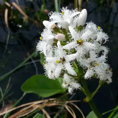 Вахта трёхлистная купить (Menyanthes-trifoliata) - 50 шт