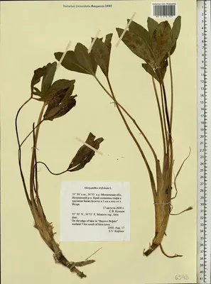 Вахта трехлистная - Menyanthes trifoliata: продажа, цена в Киевской  области. Растения для пруда от \"Вотер Флора\" - 241752413