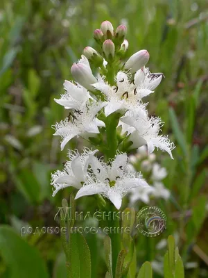 гербарий Menyanthes trifoliata L. - Вахта трехлистная