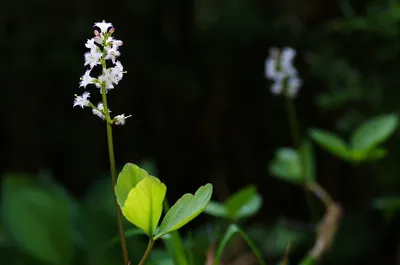 Menyanthes trifoliata L. - Вахта трёхлистная - Полярно-альпийский  ботанический сад-институт им. Н.А. Аврорина