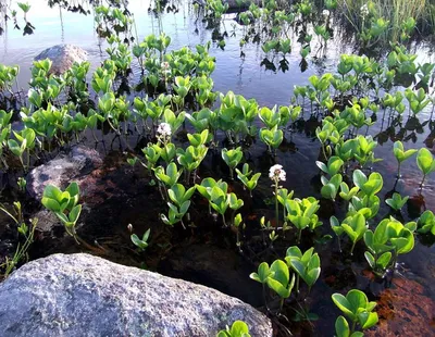 Вахта трёхлистная купить (Menyanthes-trifoliata) - 50 шт