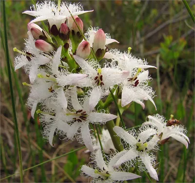 Вахта трёхлистная купить (Menyanthes-trifoliata) - 50 шт