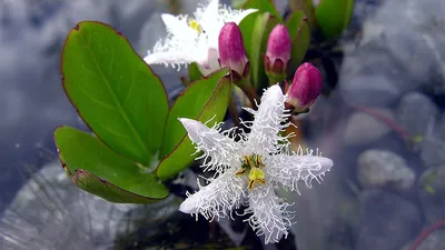 Вахта трехлистная (Menyanthes trifoliata)