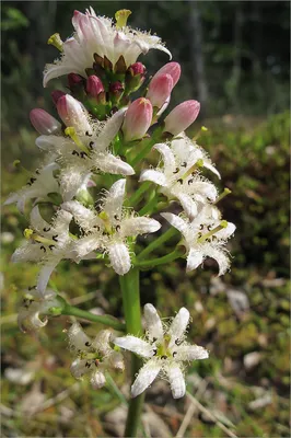 MW0473921, Menyanthes trifoliata (Вахта трехлистная), specimen