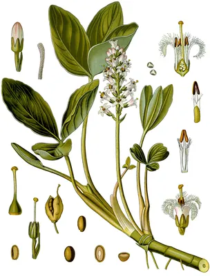 Вахта трёхлистная (Menyanthes trifoliata)