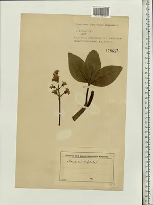 Вахта трехлистная - Menyanthes trifoliata (ID#241752413), цена: 50 ₴,  купить на Prom.ua