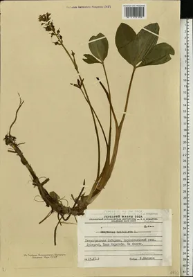 Вахта трёхлистная (Menyanthes trifoliata)