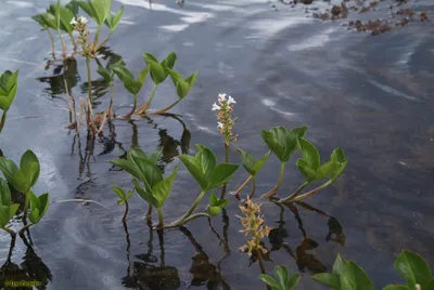 Вахта трёхлистная (Menyanthes trifoliata)