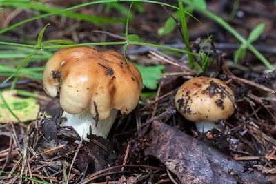 Валуй (Russula foetens) – Грибы Сибири