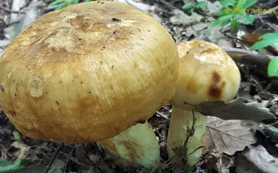 Валуй (Russula foetens) – Грибы Сибири [Вложение: 21522]