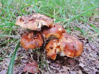 Маринованные грибы валуи. Заготовка на зиму. | Мой кулинарный журнал | Дзен