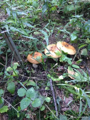 Валуи грибы фото фотографии
