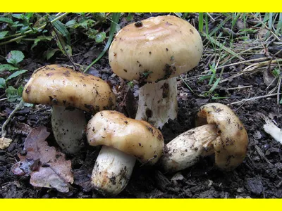 Астраханский валуй гриб (54 фото) - 54 фото