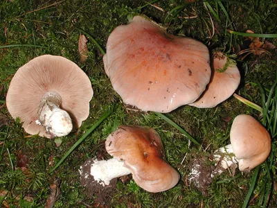 Валуй (Russula foetens)