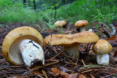 Валуй - Russula foetens - Грибы Уломы Железной