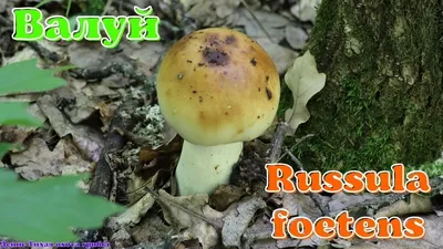 Валуй - Russula foetens - Грибы Уломы Железной