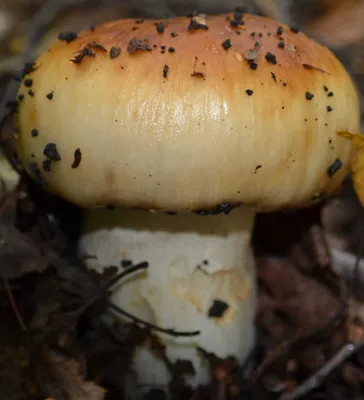 Валуй (Russula foetens) – Грибы Сибири [Вложение: 21520]