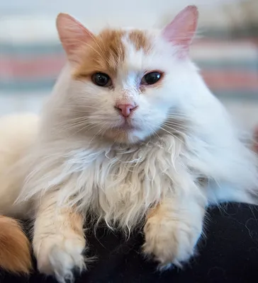 Ванская кошка в png формате: свежий и натуральный вид