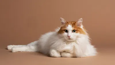 Изящная ванская кошка на фото