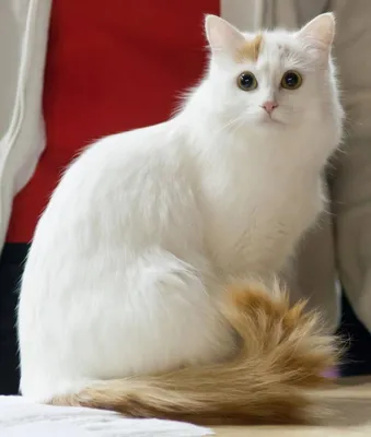 Ванская кошка на фото: уникальная и изысканная
