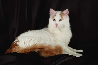 Ванская кошка: прекрасная и загадочная на фото