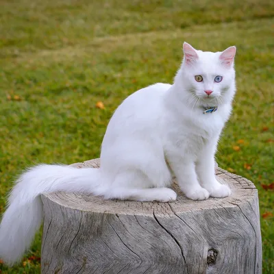 Фотография ванской кошки в черно-белом стиле