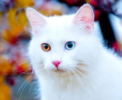 Ванская кошка: фото с характерными чертами породы