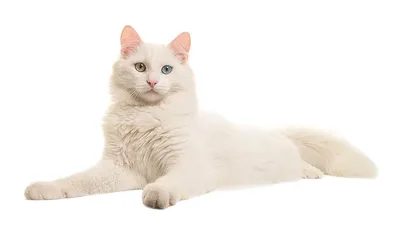 Ванские кошки: милые, игривые и очаровательные