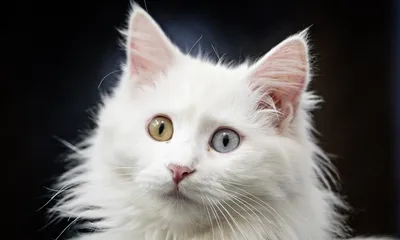 Ванские кошки: захватывающие фотографии для ценителей красоты