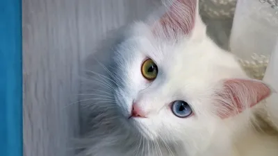 Ванские кошки: загадочные и элегантные создания