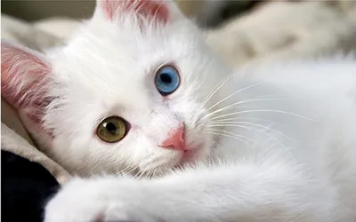 Ванские кошки: фотографии самых очаровательных созданий
