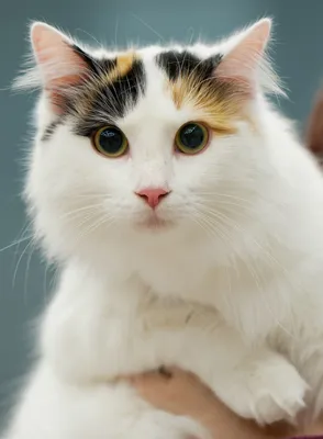 Фото Ванских кошек в разных размерах: скачивайте бесплатно
