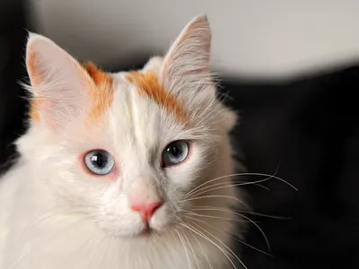 Ванские кошки: бесплатные фотографии для всех любителей котиков