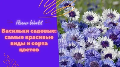 ВАСИЛЬКИ садовые. Самые красивые виды и сорта цветов. - YouTube