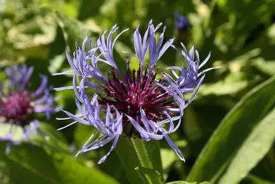 Василек синий (Centaurea cyanus L.)
