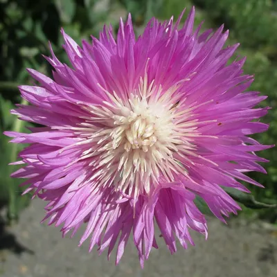 Василёк синий - смесь - 200 семена - Centaurea cyanus – Garden Seeds Market  | Бесплатная доставка