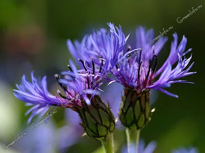 Василек подбеленный - Василек - GardenPlants
